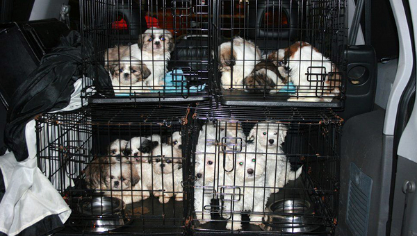 РСН: незаконная торговля животными может привести к «закрытию» Евросоюза