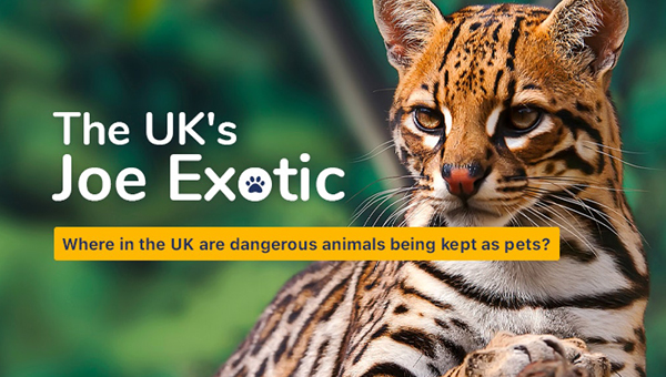 Более 200 опасных животных живут в Великобритании в качестве любимцев