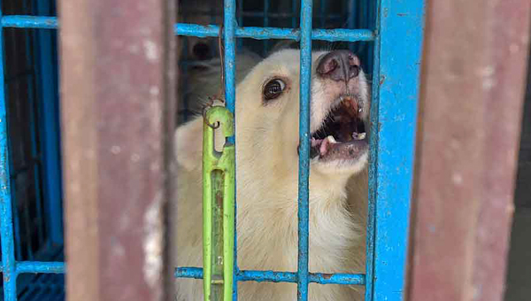 Из-за локдауна в Бангладеш гибнут животные в зоомагазинах