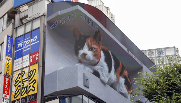 В Токио на гигантском экране показывают трёхцветную кошку