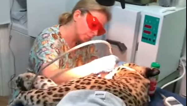 Леопарду из Сочинского зоопарка вылечили больной клык