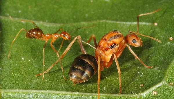 На тихоокеанском атолле ради спасения птиц уничтожена популяция инвазивных муравьёв