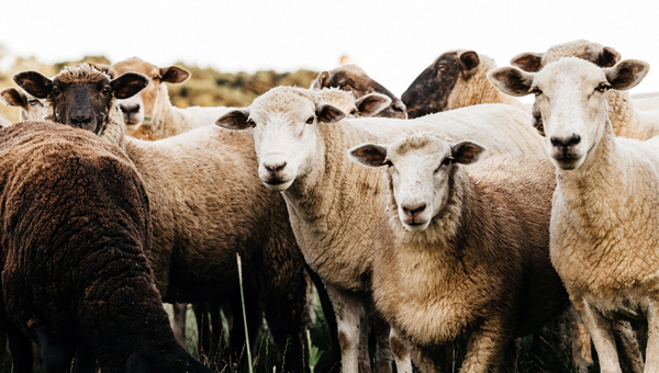 В Британии внимание овцеводов привлекли к эффективности антигельминтиков
