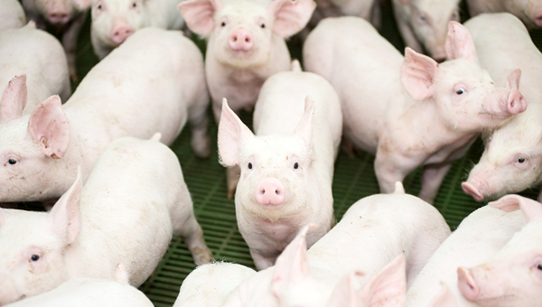 В Институте Рослина будут создавать генетически модифицированных свиней