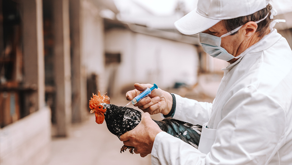 Институт Пирбрайта разработал вакцину от гриппа птиц