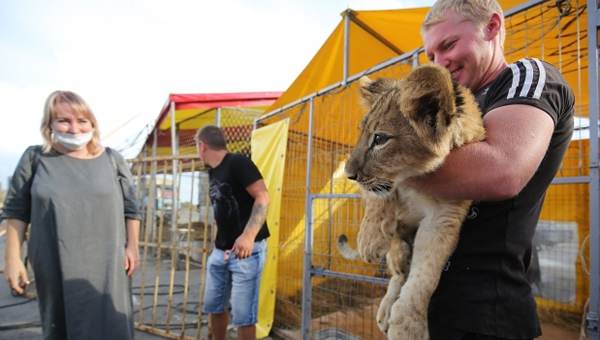 Слепой львёнок, спасённый в Волгограде, будет выставлен на торги
