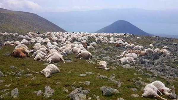 В Грузии молнией убило более 500 овец