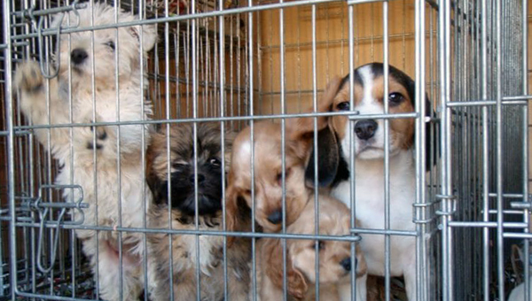 В Великобритании принимают меры по борьбе с нелегальной продажей щенков