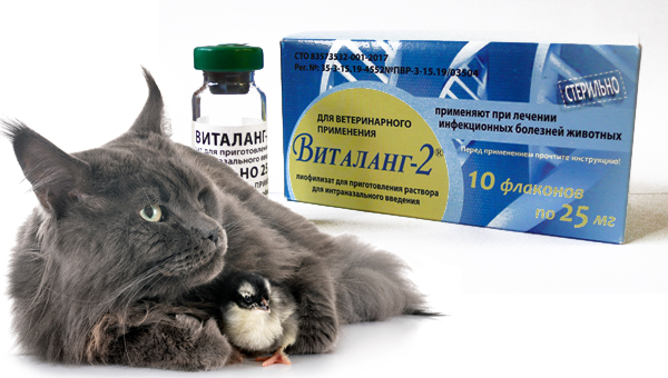 В Новосибирске разработали противовирусный препарат «Виталанг-2» для животных