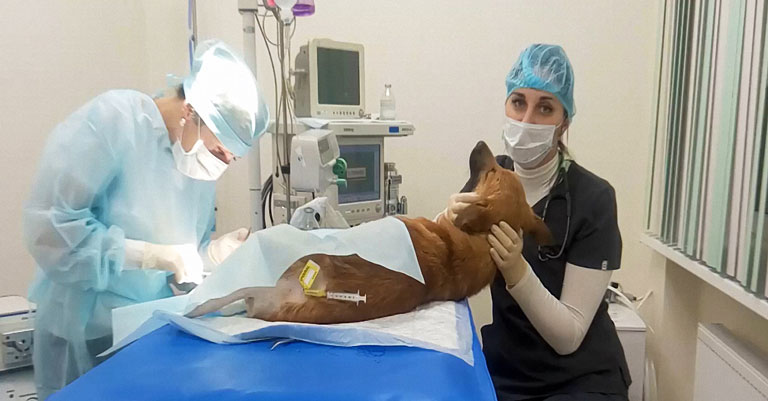 Эпидуральная анестезия в ветеринарии
