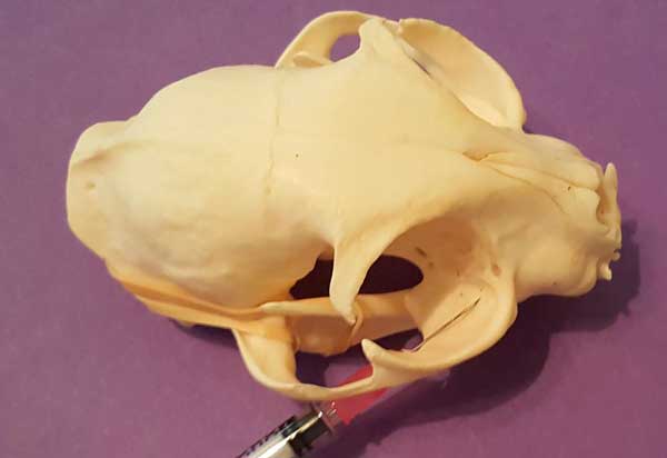 блокада нижнечелюстного нерва на черепе кошки фото
