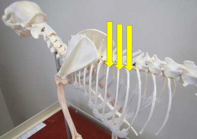 Межрёберная блокада на скелете собаки фото