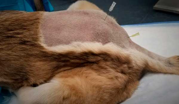 Резаные, колотые и рваные раны у животных - как оказать первую помощь