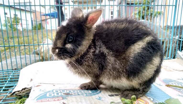 В индонезийском зоомагазине обнаружили самого редкого кролика в мире