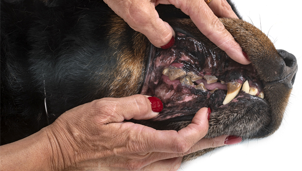 Исследователи выявили связь между породой собак и частотой заболеваний зубов