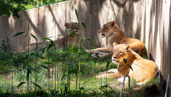 В Вашингтонском зоопарке львы и тигры заболели COVID-19