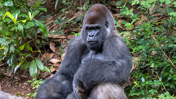 В зоопарке Атланты у горилл обнаружен Covid-19