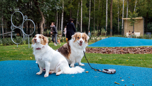 В Москве начали принимать гостей новые площадки для выгула собак