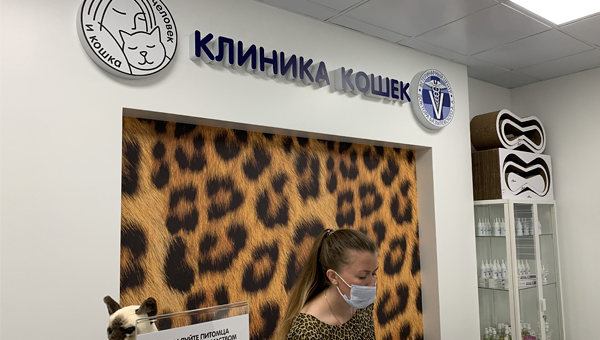 В Москве появилась ветклиника только для кошек