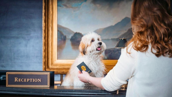 В США отели стараются заманить клиентов с домашними животными