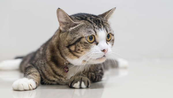 В Великобритании представили последние данные о вспышке панцитопении кошек