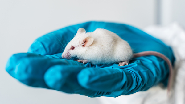 Животные в экспериментах: использование в ЕС хотят запретить