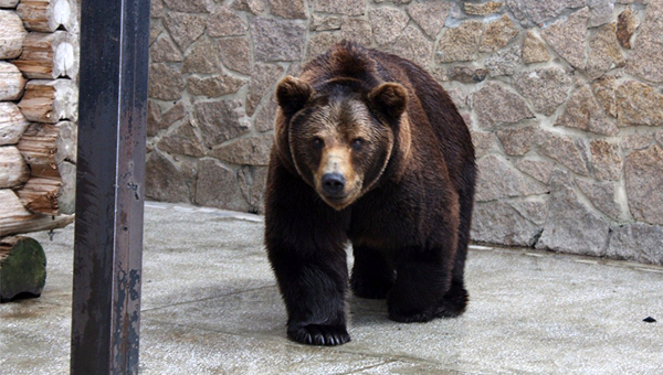 В Челябинском зоопарке погибли два медведя