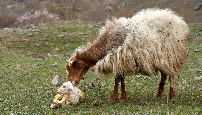 беременность овцы