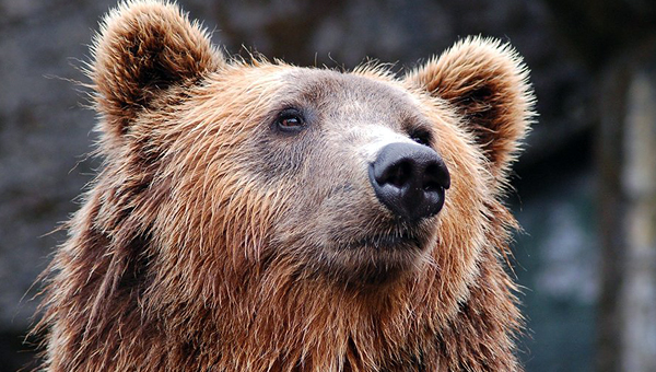 Полиция задержала подозреваемого в отравлении медведей в Челябинске