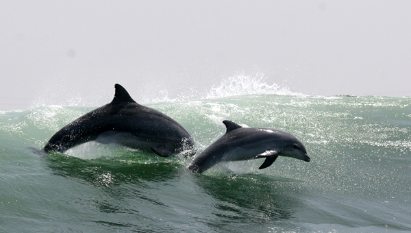 Депутаты ставят точку в промышленном отлове китов и дельфинов