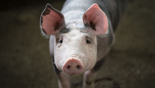 АЧС поразила свиней в Челябинской области