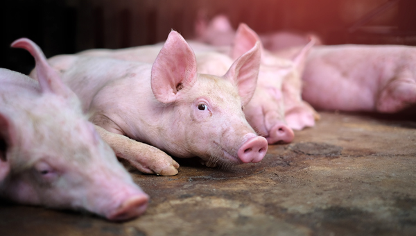 Россельхознадзор подозревает, что ветслужба и предприниматели из Ростовской области поставляли в организации мясо от больных АЧС свиней