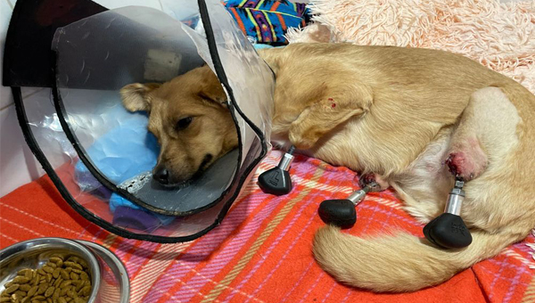 В ветеринарной клинике «БЭСТ» собаке впервые сделали протезирование всех конечностей. Фото С.Горшкова