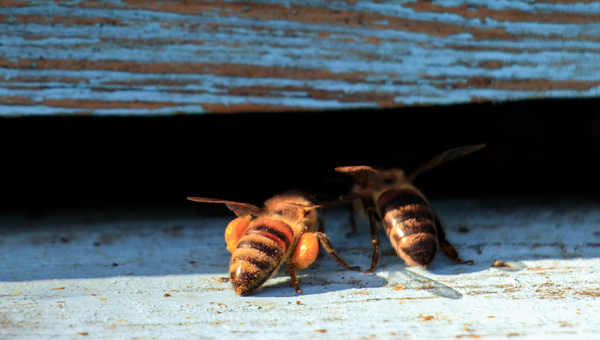 Британские учёные нашли в фунгицидах ядовитые для пчёл вещества