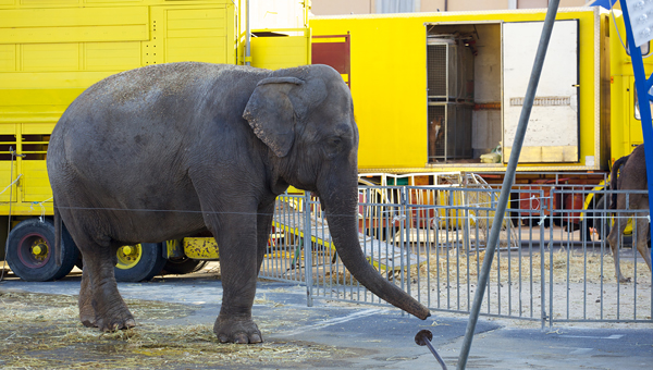 Во Франции запретили выступления диких животных в цирке