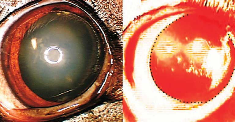 Предполагаемая рак-ассоциированная ретинопатия