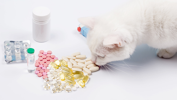 Лечение животных антибиотиками будет поставлено в чёткие рамки