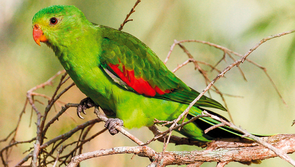 Пьяные попугаи докучают горожанам в Северной Австралии