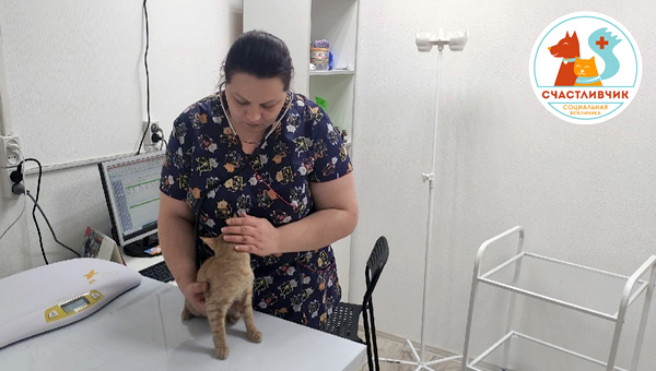 Социальная клиника для животных в Перми не проработала года