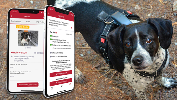 Трекеры для собак могут быть источником утечки данных