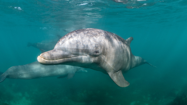 В США дельфину, больному раком, назначена криотерапия