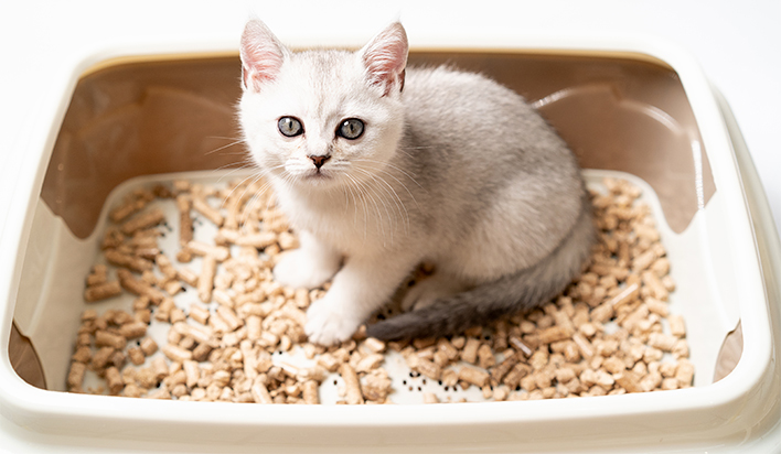 Туалет для котят: какие аксессуары посоветовать покупателю