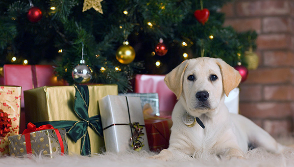 Песня для собак на Рождество: названа наиболее любимая питомцами композиция