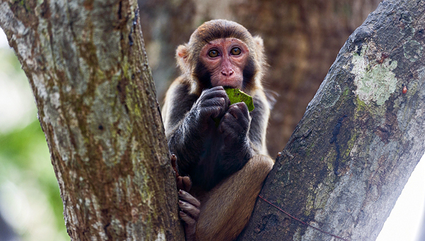 В Конго от оспы обезьян пострадали люди
