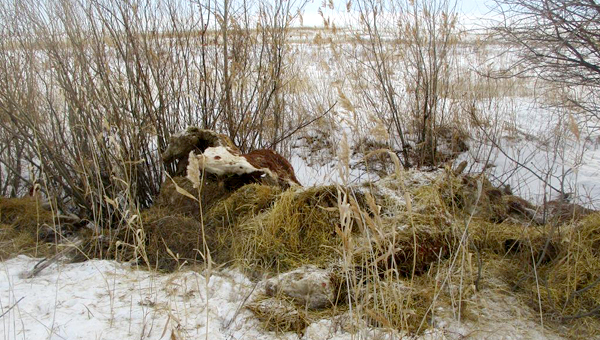 Скотомогильник обнаружен посреди поля под Челябинском