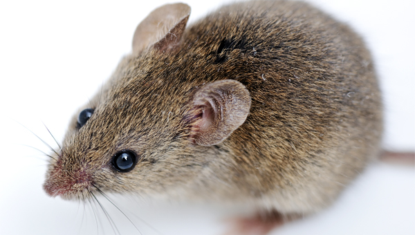 Коронавирусный гепатит обнаружен у мышей на Канарах