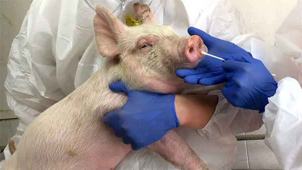 Свиной грипп передался человеку от свиньи