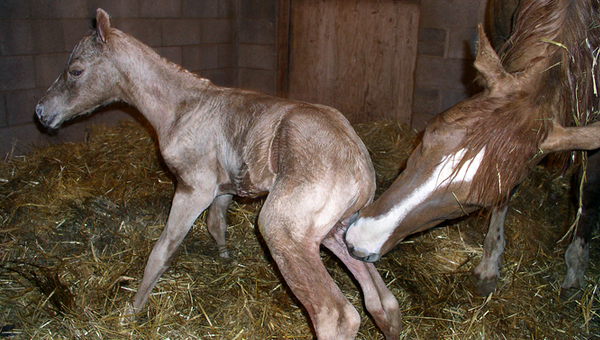 Чистокровная лошадь родила «хрустального» жеребёнка
