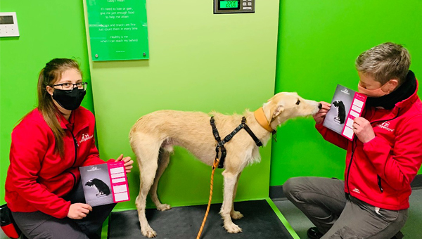 Для собак с ожирением в зоомагазине запустили оздоровительную программу