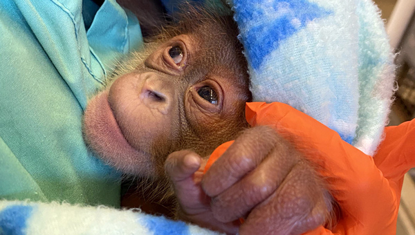 Орангутан родился в зоопарке Нового Орлеана